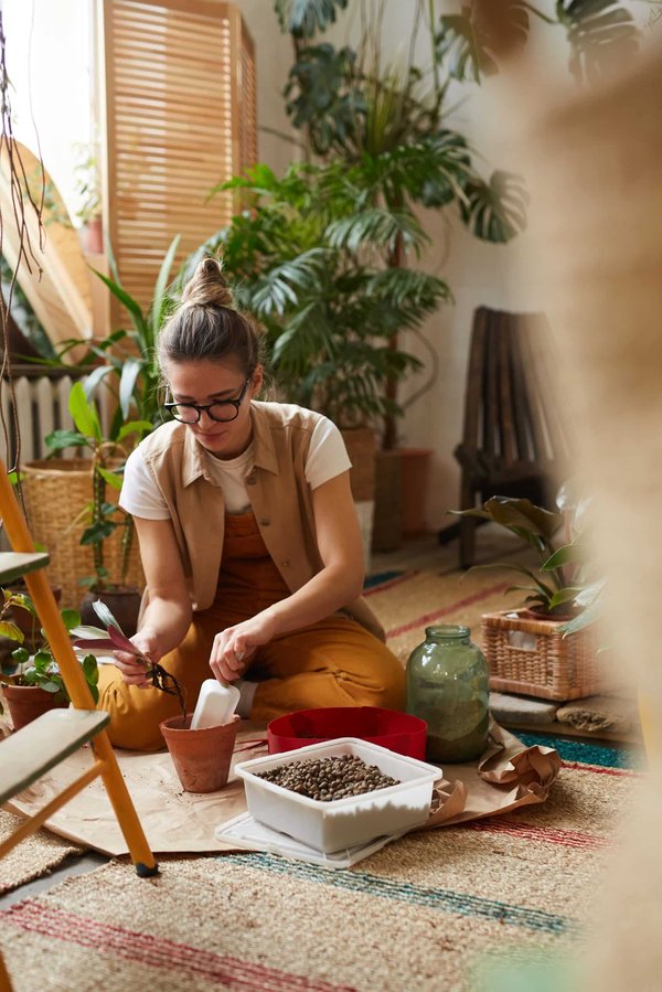 Comment choisir et entretenir des plantes d'intérieur pour purifier l'air de sa maison ?